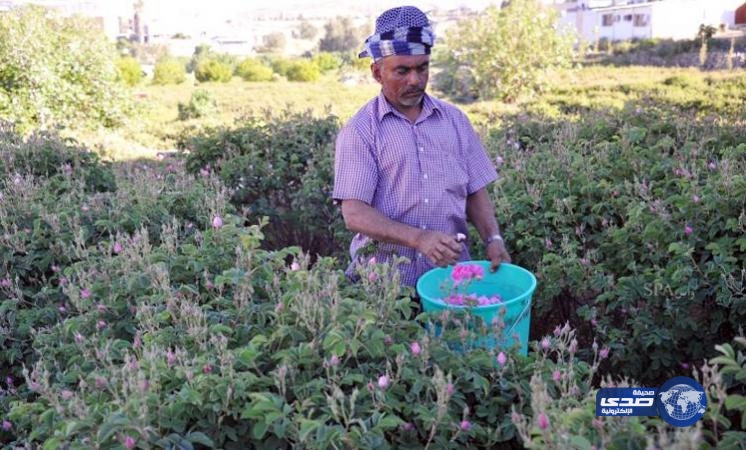 بدء موسم قطاف الورد الطائفي