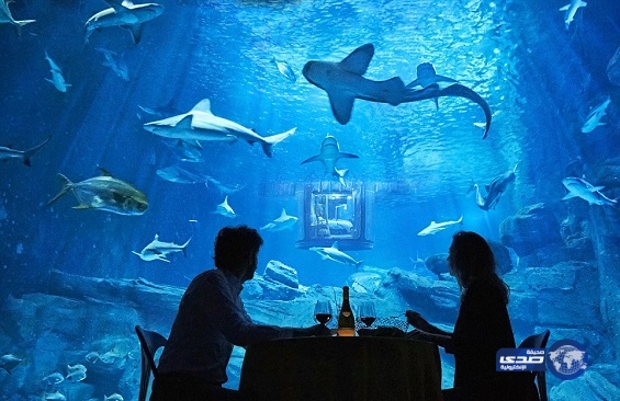 بالصور.. وسط أسماك القرش.. غرفة باريسية للنوم