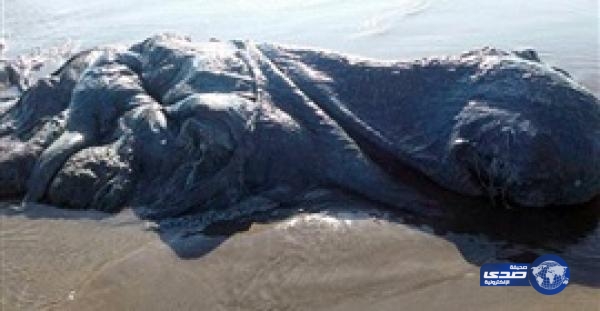 بالفيديو.. مخلوق غريب يظهر على شاطئ مكسيكي