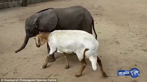 بالفيديو.. ماعز تلعب دور أم فيل يتيم