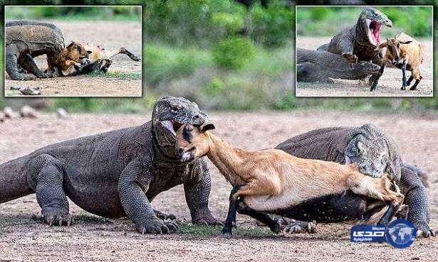 بالفيديو : لحظة التهام زوج سحالي لماعز بأندونيسيا