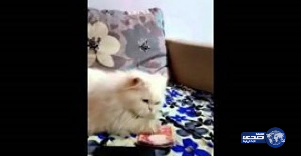 بالفيديو.. قط يعشق «النقود» ويرفض إعطاءها لصاحبه