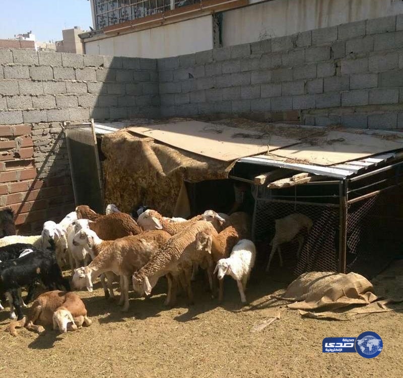 مكة.. مصادرة 35 رأس غنم وإزالة حظائر في  الغزة الفرعية