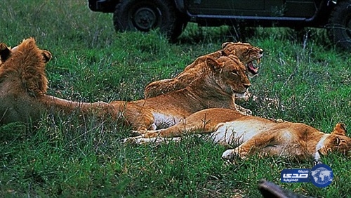 تعرف على ماذا حدث لمدعى النبوة حاول إطعام الأسود بيديه