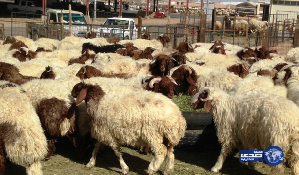 تنفيذ حكم الجلد بحق 4 مواطنين سرقوا أغناما في شقراء