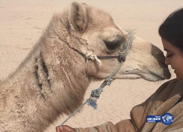 بَعِيرُ يحظى بقلبه حارة من علا الفارس