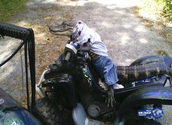 بالصور والفيديو.. تمساح يفهم لغة الإشارة ويركب دراجة رباعية!