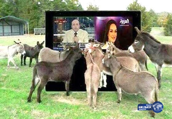 الحمير تترك المرعى للاستماع ومشاهدة فيصل القاسم..!!‎