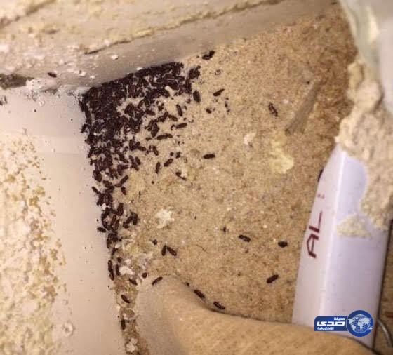 بالصور: “تعفن”و”صراصير” بأحد أكبر المخابز في الطائف‎