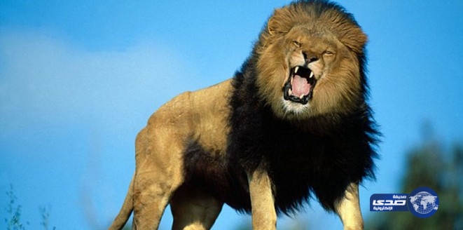 بالفيديو.. أسد يهاجم طفلًا في حديقة حيوان روسية