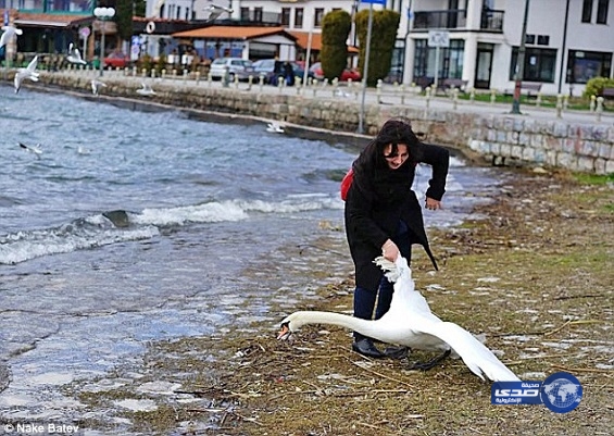بالصور: سائحة تقتل بجعة من أجل سيلفي معها