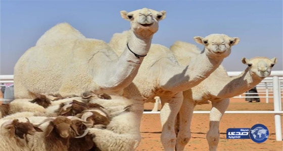 الداخلية والمالية تعلنان بدء جباية زكاة الأنعام