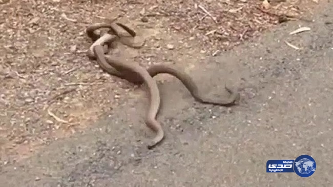 فيديو.. معركة دامية بين ثعبانين للفوز بقلب أنثى