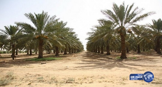 إتلاف 55 فسيلة نخل مخالفة بالمدينة المنورة
