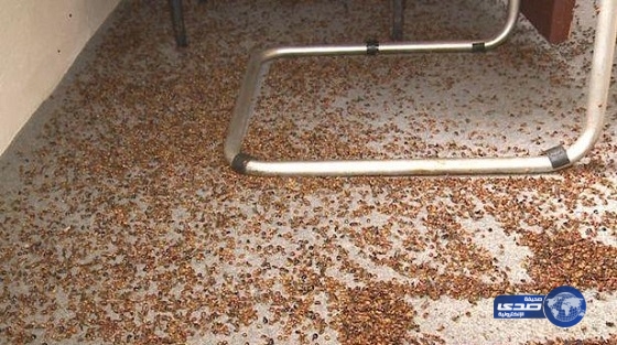 الحشرات والخنافس تجتاح الجوف