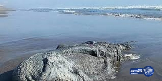 فيديو.. العثور على كائن غريب على سواحل المكسيك
