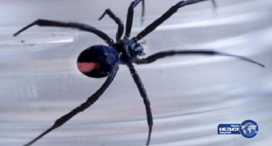 عنكبوت يلدغ رجل في مكان حساس جداً!