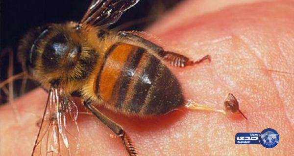 بالفيديو.. معجزة نحلة في الدخول لبيتها بعد سدّه بمسمار