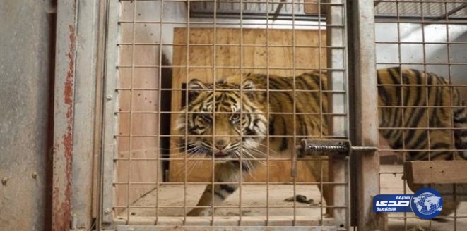 بالفيديو.. “كندية” تتهور بدخولها قفصاً للنمور لاسترداد قبعتها