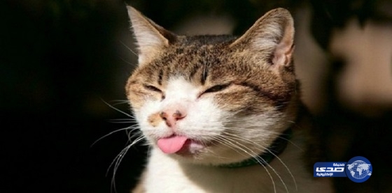 تعذيب القطط في المغرب.. “شعوذة وسحر شيطاني”