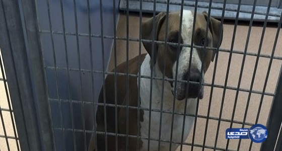 في أمريكا كلب يواجه عقوبة الإعدام لقتله طفلاً رضيع