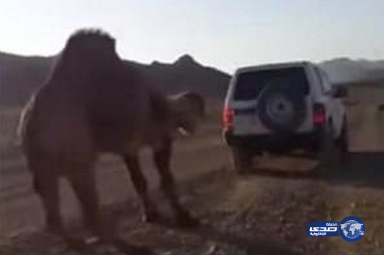 بالفيديو.. ناقة تهزم «سيارة جيب»