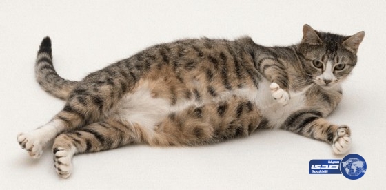 بالصور.. قطة تلد رأسا بشريا في لبنان