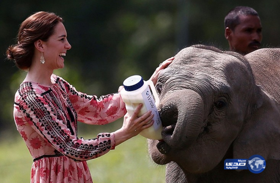 الاميره كيت ترضع الفيله..