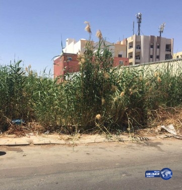 بالصور: تذمر سكان حي المهرجان في تبوك من الحشرات والبعوض‎