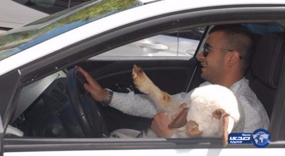 بالفيديو.. “بمزاج عالي”.. خروف تركي يشرب القهوة ويستمتع بالموسيقى