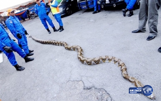 بالصور.. العثور على أطول ثعبان بالعالم في ماليزيا