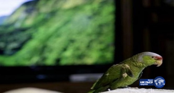 الشرطة الكندية تتدخل لفض مشاجرة بين رجل وبغبغاء