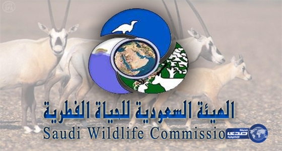 الهيئة السعودية للحياة الفطرية تعلن عن وظائف للرجال