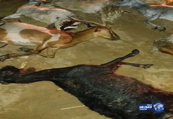 الأمطار تتسبب في نفوق قطيع أغنام بقرية مراج شرق الليث