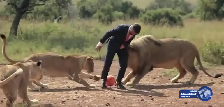 بالفيديو :مباراة كرة قدم بين شاب ومجموعة أسود فى افريقيا