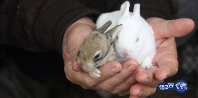 بالصور.. حمامة تتولى رعاية 5 أرانب صغيرة بعد موت أمهم