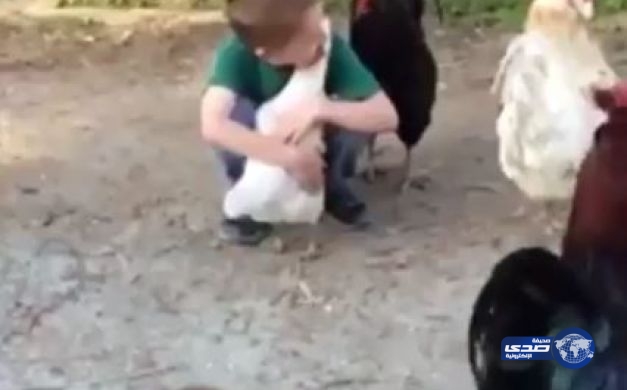 بالفيديو: دجاجة تحضن طفلاً والديك يغار عليها