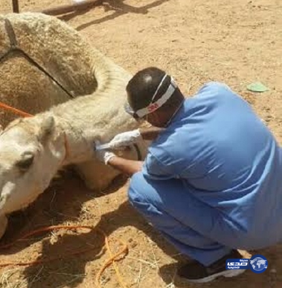 الزراعة: 45% من عينات الإبل بسوق الجنادرية مصابة بكورونا
