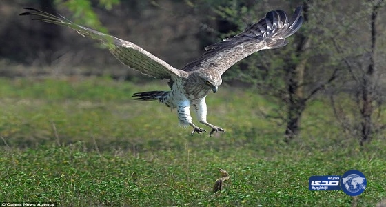 شاهد .. نسر يخسر معركة التهام كوبرا