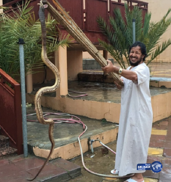 مواطن يسيطر على ثعبان “كوبرا” في حوش منزله بالنماص‎