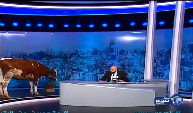 بالفيديو: مذيع لبناني يسخر من أحلام باستضافة بقرة على الهواء