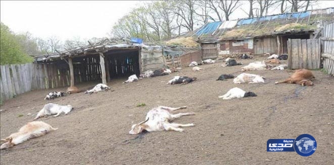 تركي يقتل 239 رأسًا من الماعز انتقامًا من والده