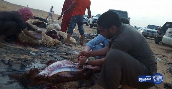 مادة إسفلتية تتسبب في نفوق 24 رأساً من الأغنام بالجوف