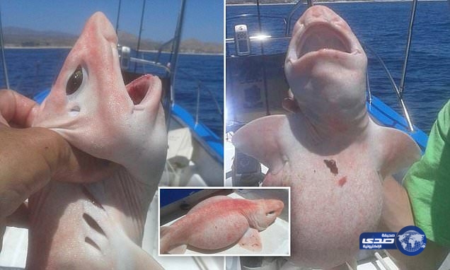 بالصور.. العثور على سمكة قرش غريبة في المكسيك