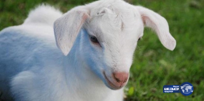 بالفيديو والصور.. ولادة ماعز بوجه طفل في ماليزيا