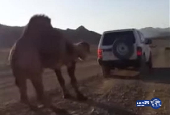 بالفيديو: محاولات “جيب” فاشلة  تعجز عن سحب جمل بالصحراء