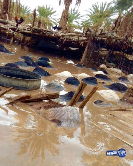 السيول تداهم “غريف الخرمة” وتضرب 280 رأس غنم