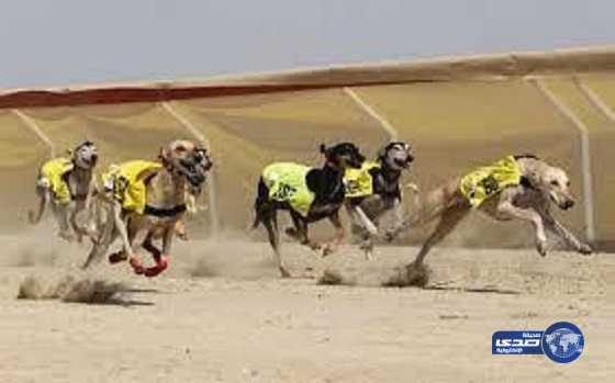 إمارة جازان توقف “سباقاً للكلاب”