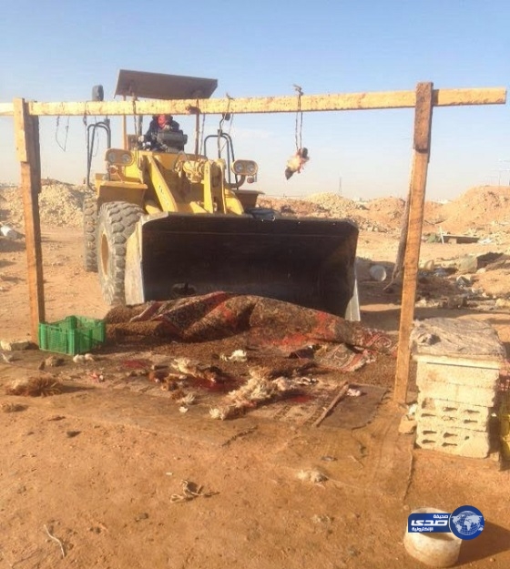 بلدية الروضة تزيل 14 موقعاً للمسالخ العشوائية وبيع الأغنام