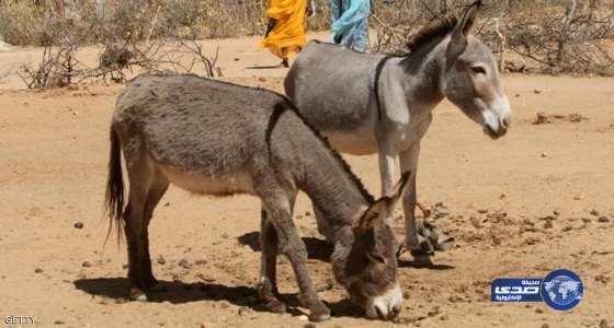 حمار يفك لُغز جريمة قتل شاب سوداني